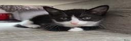 Mixed Breed cats for sale: 🐾GORGEOUS KITTENS READY FOR THEIR FOREVER HOMES🐾 - Advert 28