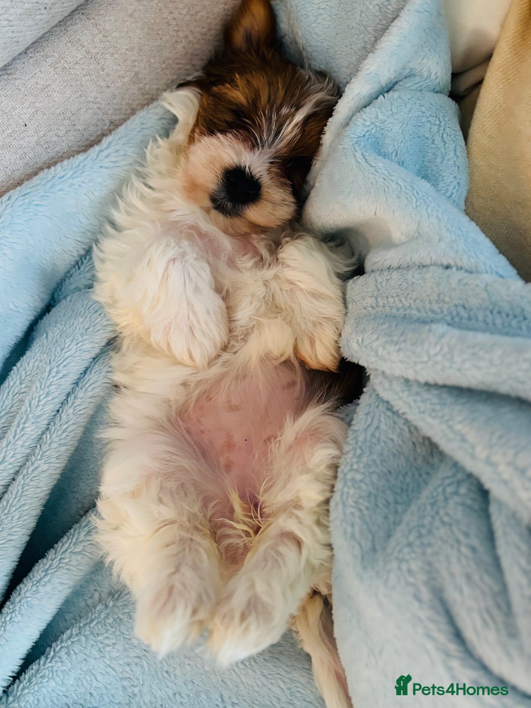 Yorkshire Terrier dogs for sale: ❤️Beautiful blue eyed Yorkshire terrier puppies❤️ - Advert 21