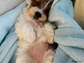 Yorkshire Terrier dogs ❤️Beautiful blue eyed Yorkshire terrier puppies❤️ - Advert 2