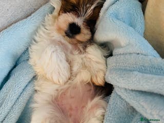 Yorkshire Terrier dogs ❤️Beautiful blue eyed Yorkshire terrier puppies❤️ - Advert 16