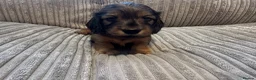Miniature Dachshund dogs for sale: Gorgeous long haired miniature dachshund  - Advert 7