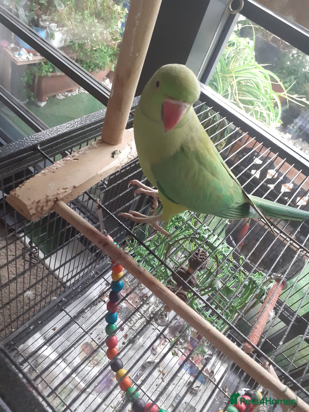 Ringnecks birds for sale:  Ringneck parrot with 2 of his toys and his cage  - Image 4