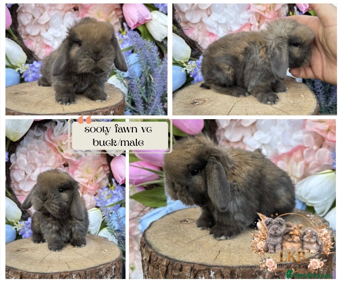 Mini Lop rabbits 🌟 PUREBRED PEDIGREE MINI LOPS🌟  - Advert 15