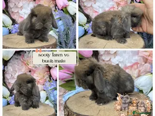 Mini Lop rabbits 🌟 PUREBRED PEDIGREE MINI LOPS🌟 - Advert 15