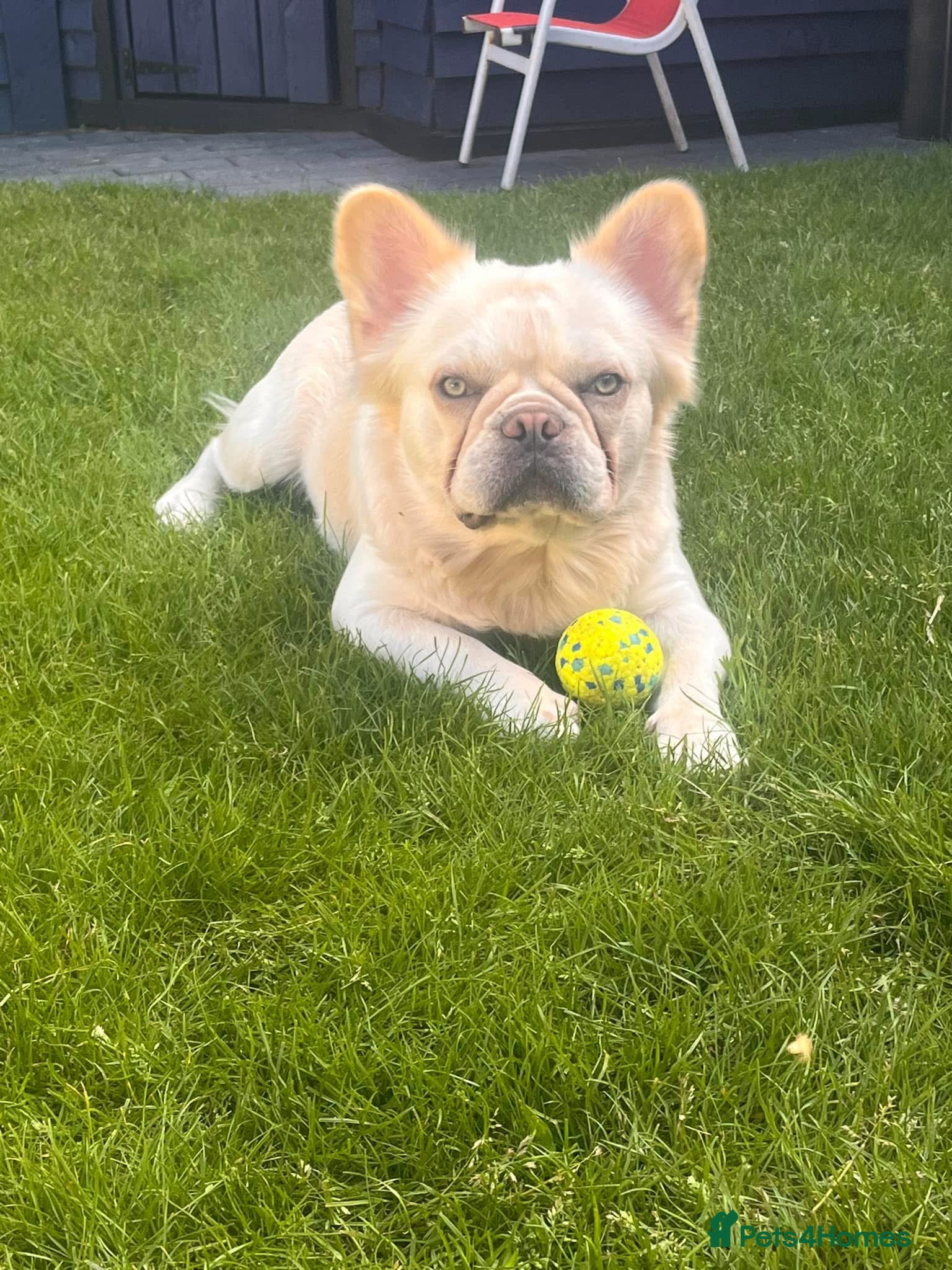 French Bulldog dogs Visual fluffy French bulldog Stud - Advert 1