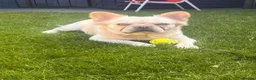 French Bulldog dogs for stud: Visual fluffy French bulldog Stud - Advert 1