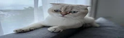 Scottish Fold cats for sale: Scottish fold in Bedford - Advert 4