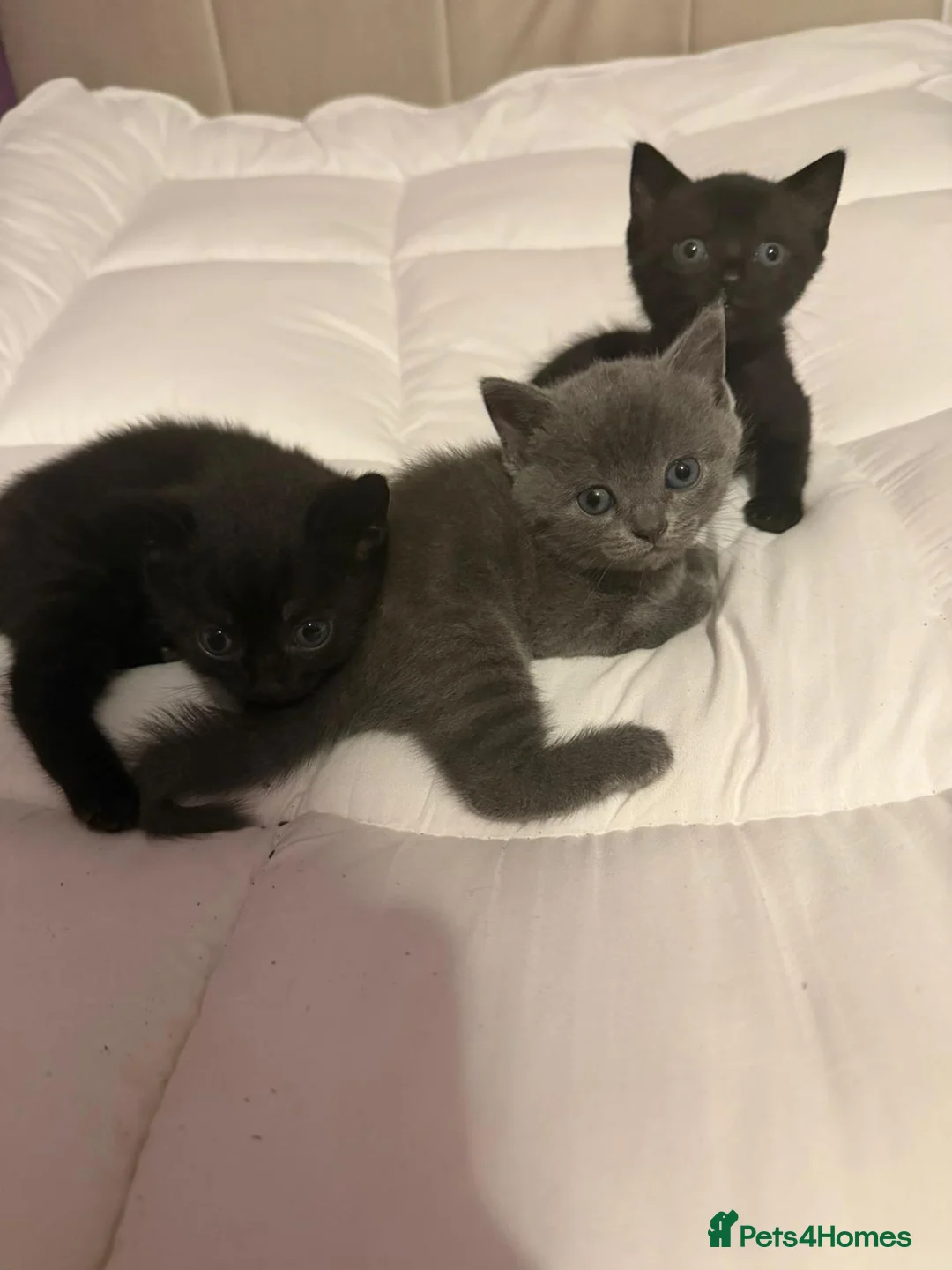 Mixed Breed cats for sale: Beautiful half British shorthair hair kittens - Advert 2