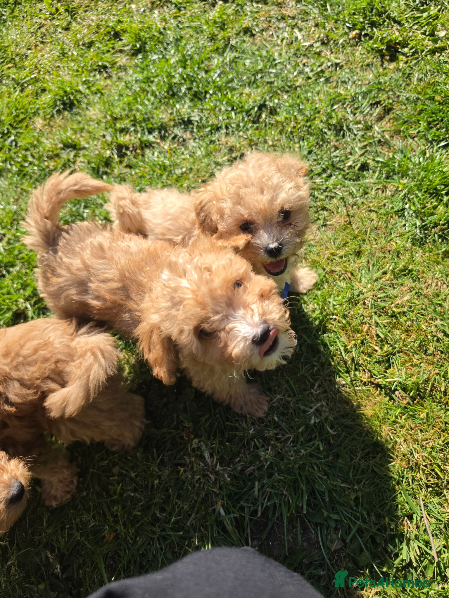 Poochon dogs for sale: Boys 850 , Girls 1050  - Advert 23