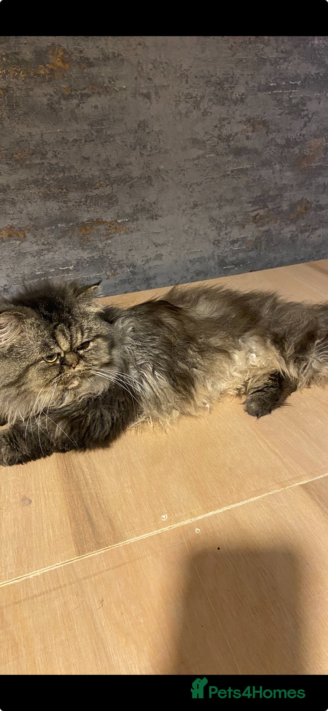 Persian cats for sale: 4 stunning persian kittens  - Image 12