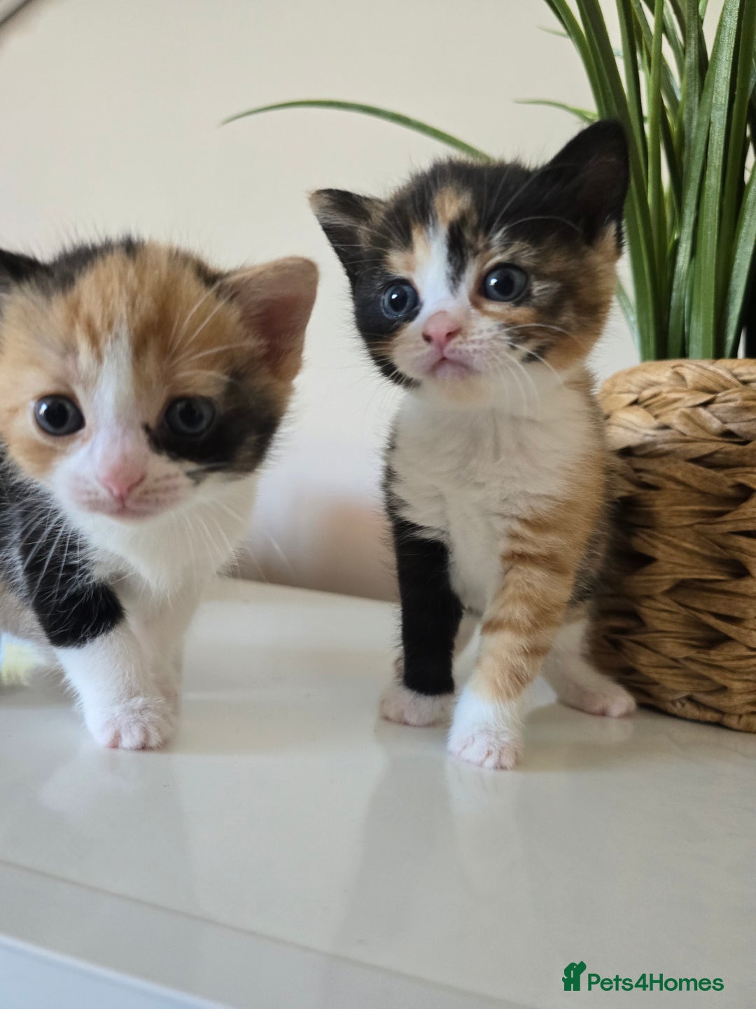 Mixed Breed cats for sale: 🌟2 mix breed/ British short haired females 🌟  - Image 2