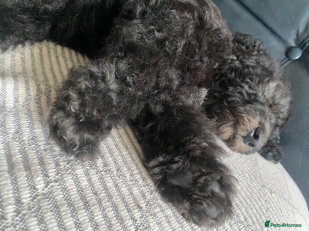 Mixed Breed dogs for sale: COCKERPOO/BEDLINGTON GIRL PUPPY!!!❤️ - Advert 5
