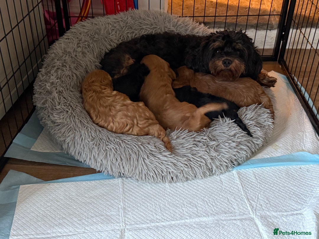 Cavapoo dogs for sale: Cavapoo puppies  - Image 9