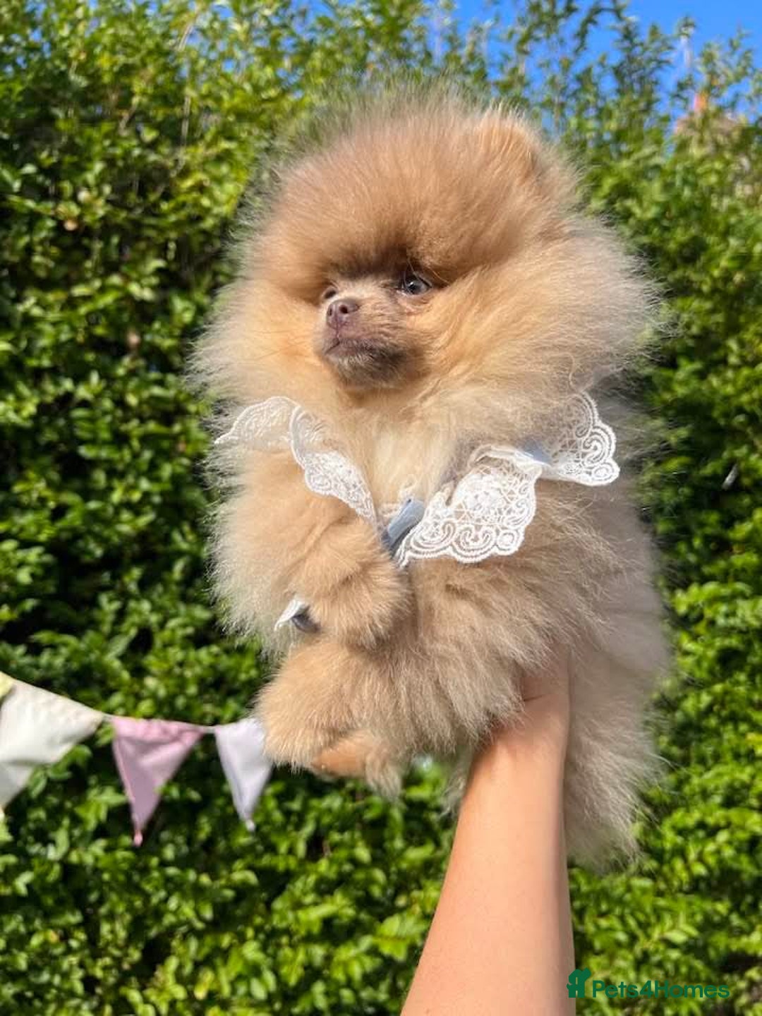 Pomeranian dogs for sale: Stunning pick of the litter Pomeranian Boy - Image 12