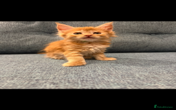 Maine Coon cats for sale: Maine Coon Kittens - Image 18