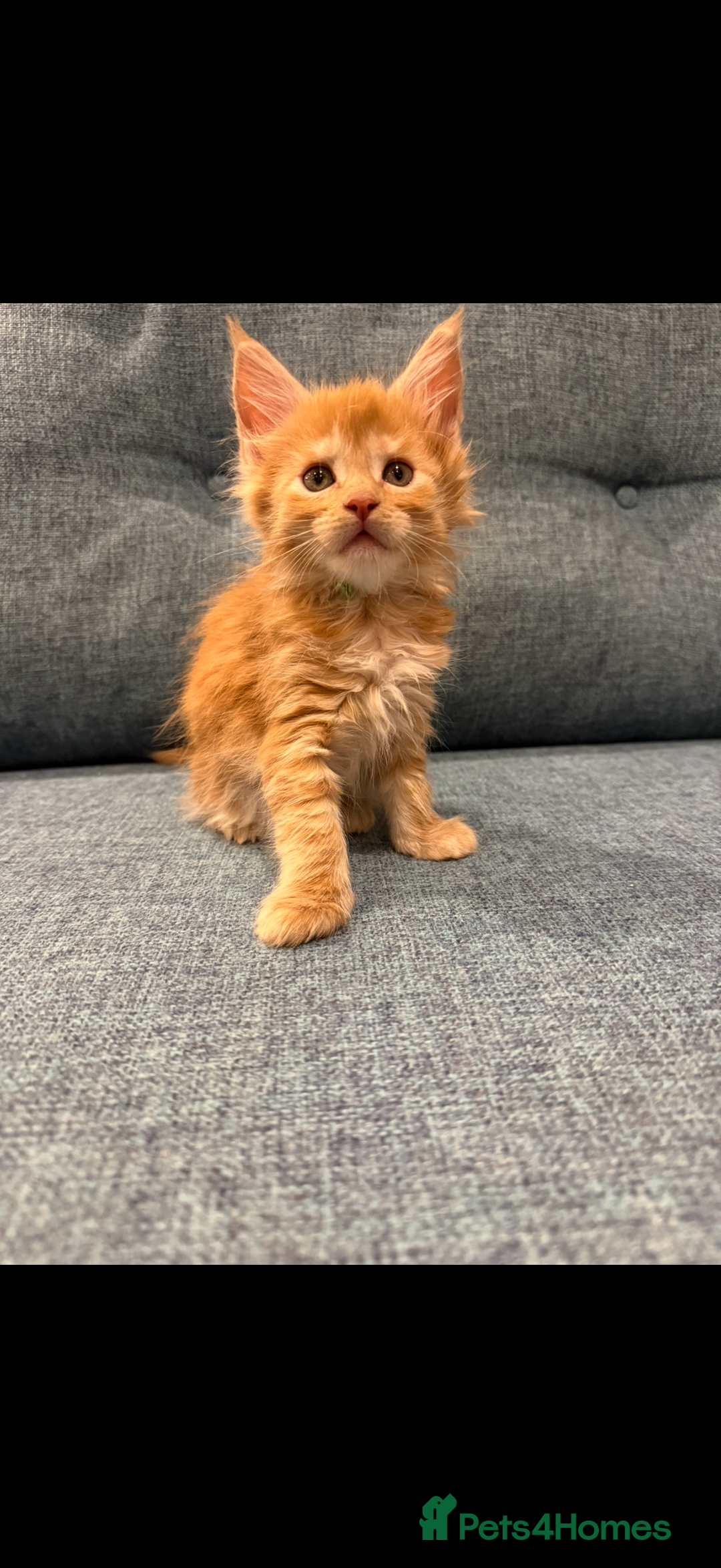 Maine Coon cats for sale: Maine Coon Kittens - Image 18