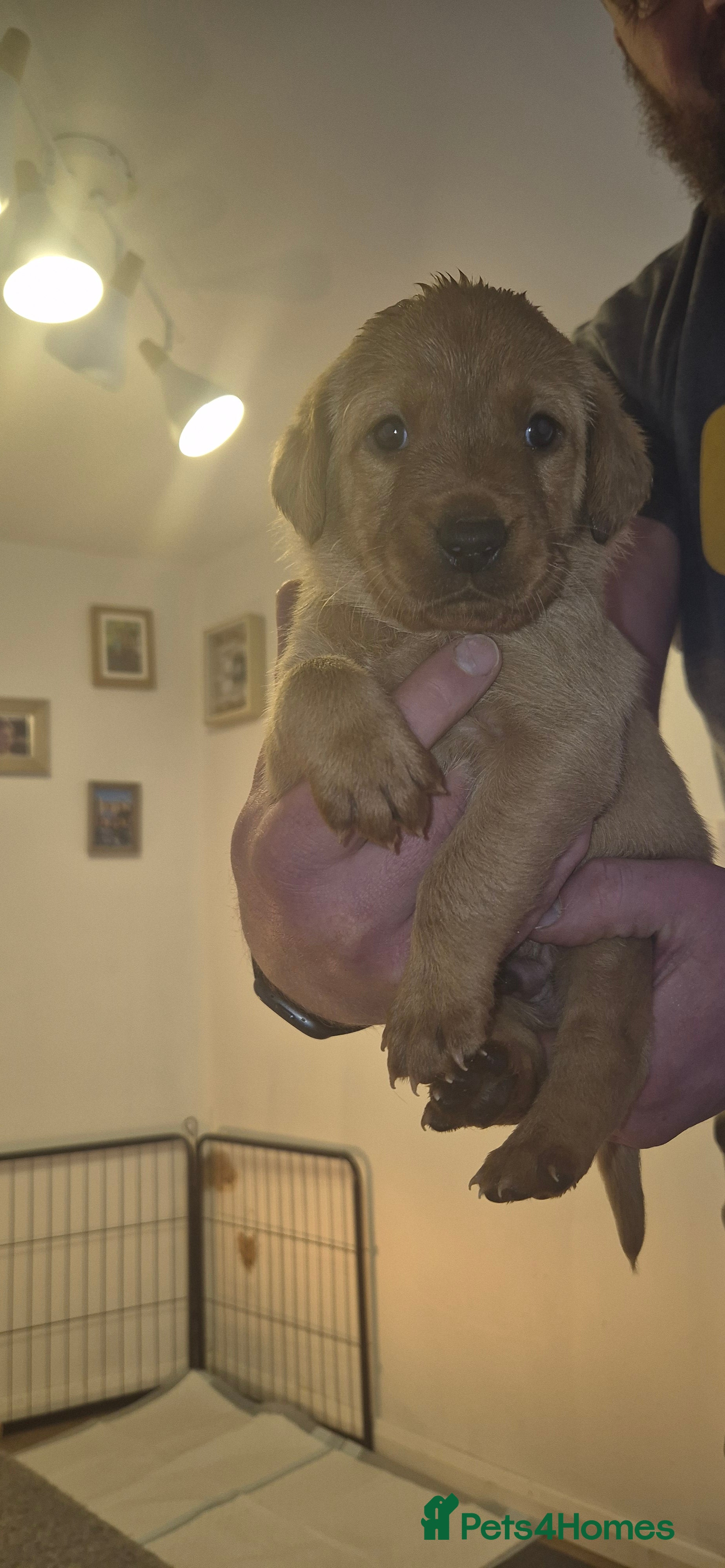 Labrador Retriever dogs 1 beautiful girl left KC Red fox labradores - Advert 2