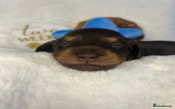 Miniature Dachshund dogs for sale: 🤍🐾🐻 READY TO GO 1ST SEPTEMBER 🐻🐾🤍 - Image 10