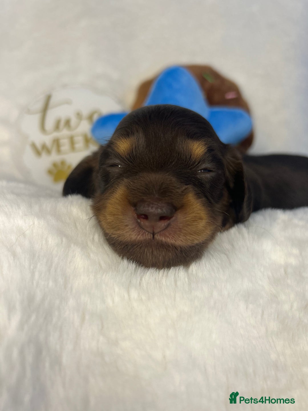 Miniature Dachshund dogs for sale: 🤍🐾🐻 READY TO GO 1ST SEPTEMBER 🐻🐾🤍 - Image 10