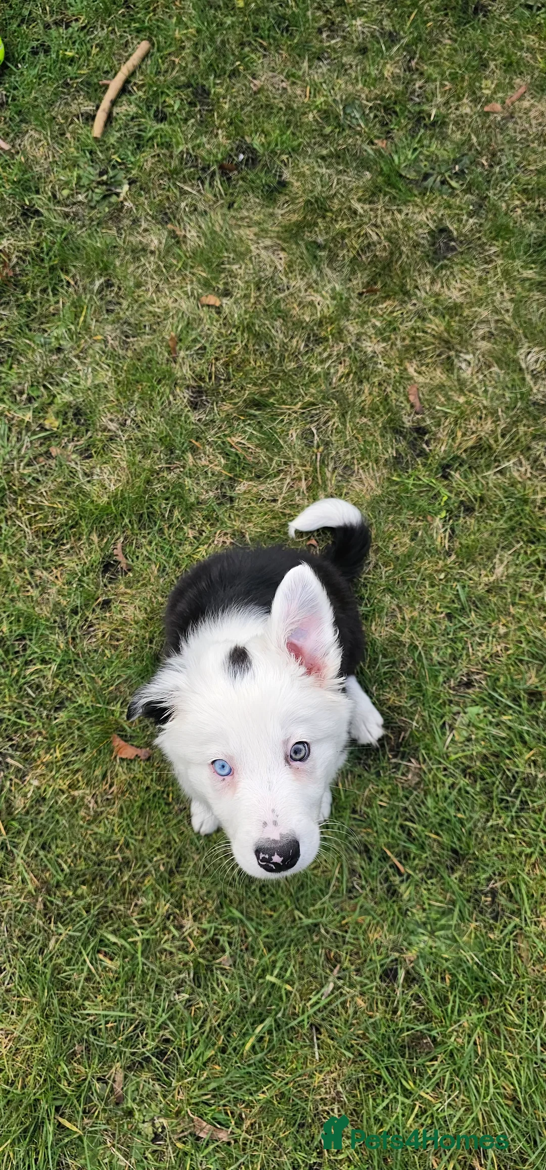 Border Collie dogs for sale: Yuna is looking for a family  in Coventry - Advert 5