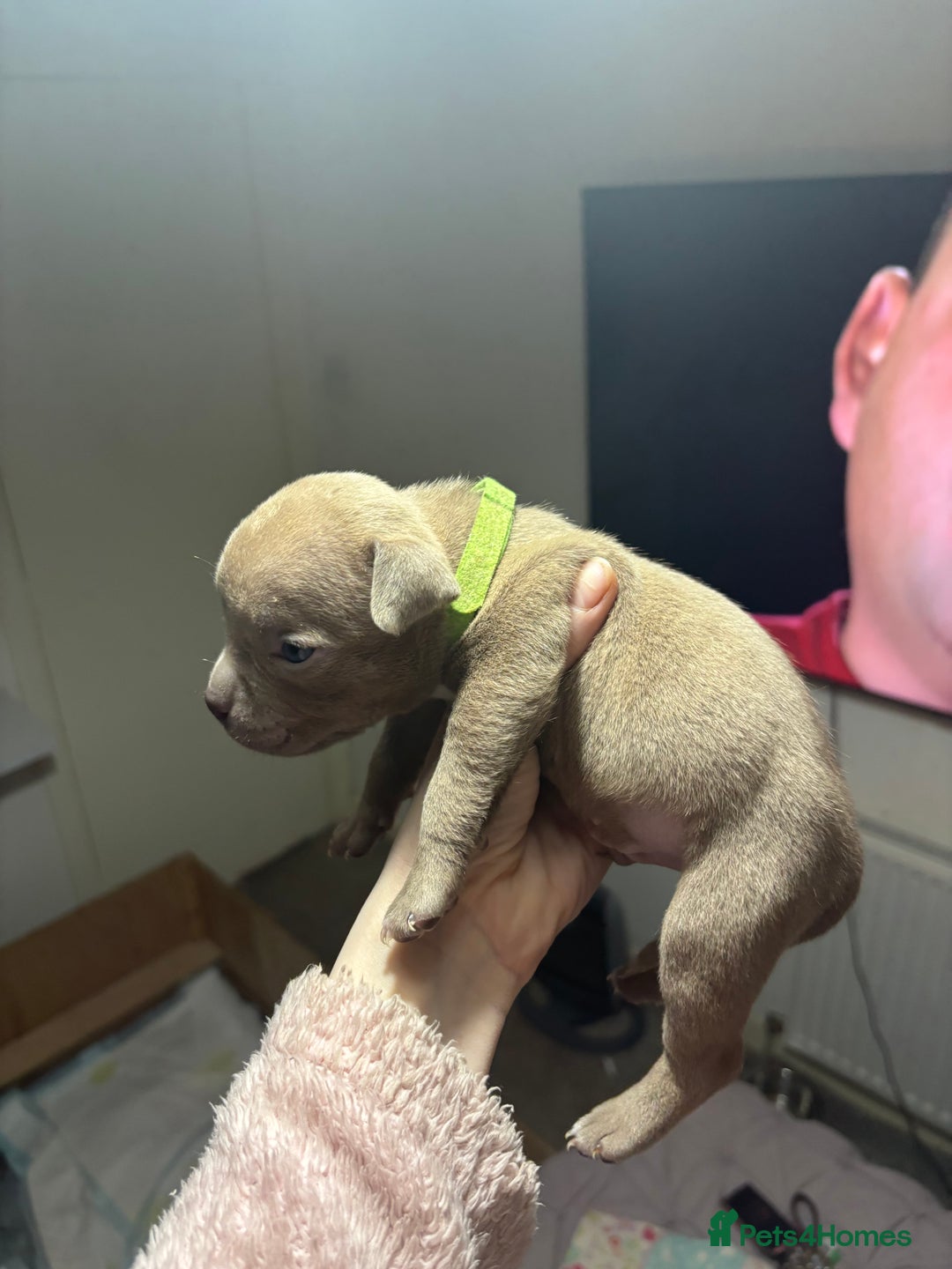 American Bully dogs for sale: Pocket Bully Puppies - Advert 16