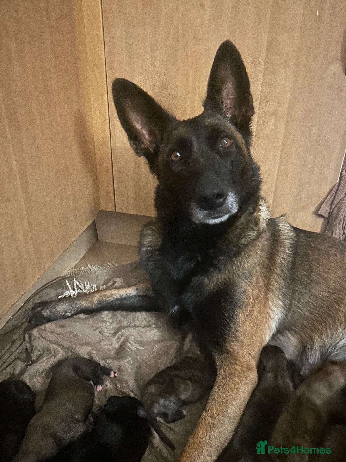 Mixed Breed dogs 6 stunning whippet x Belgian Malinois  - Advert 1