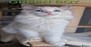 Ragdoll cats - Advert 7