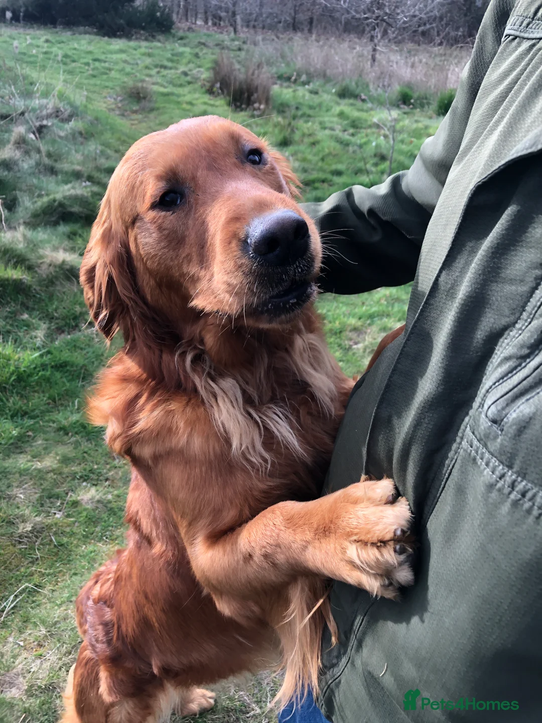 Golden Retriever dogs for sale: Ruby, Golden Retriever - Advert 12