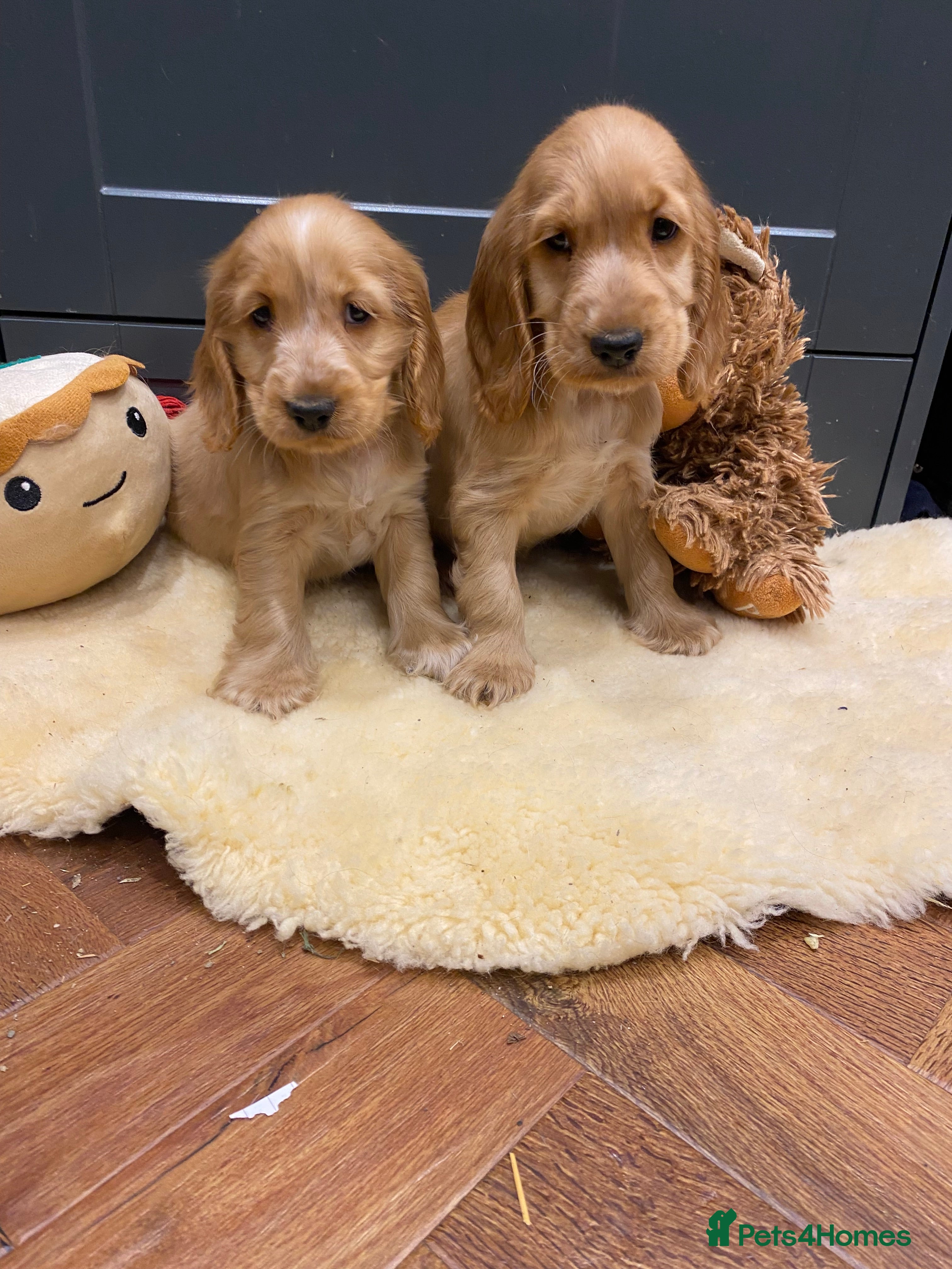 Cocker Spaniel dogs Gorgeous golden Show Cocker spaniel Litter  - Advert 1
