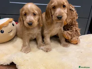 Cocker Spaniel dogs Gorgeous golden Show Cocker spaniel Litter - Advert 1