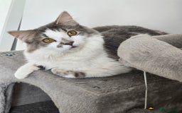 Turkish Van cats for sale: Lovely Female Cat for Rehoming — Turkish Van Mix - Image 3