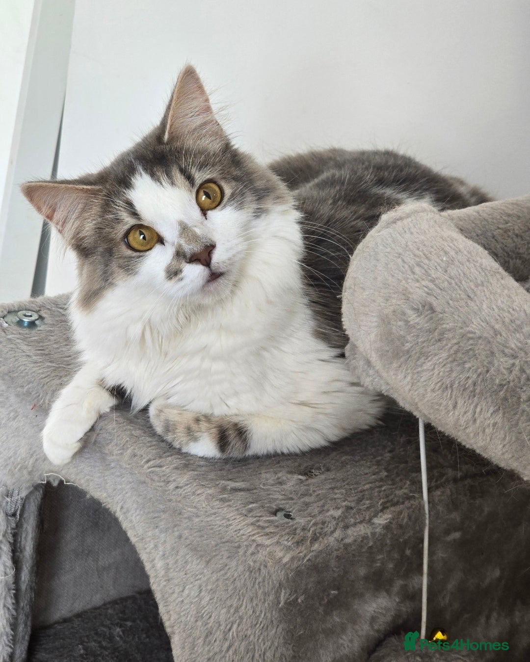 Turkish Van cats for sale: Lovely Female Cat for Rehoming — Turkish Van Mix - Image 3