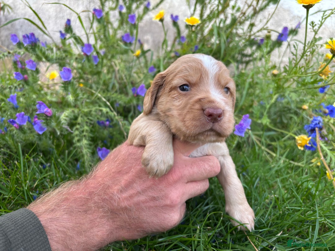 Cocker Spaniel dogs for sale: Working cocker pups.  - Image 8