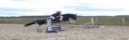Irish Cob horses for sale: 15hh cob x Mare  - Advert 3