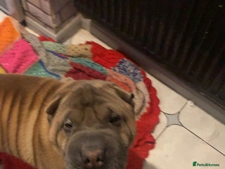 Shar Pei dogs - Advert 1