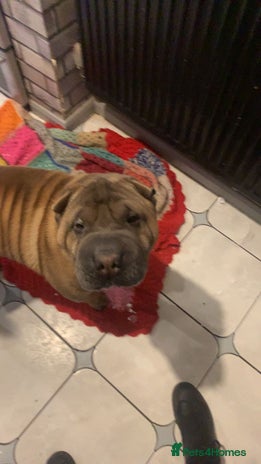 Shar Pei dogs - Advert 1