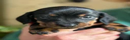 Miniature Dachshund dogs for sale: Four miniature dachshund puppies left  (Scotland) - Advert 18
