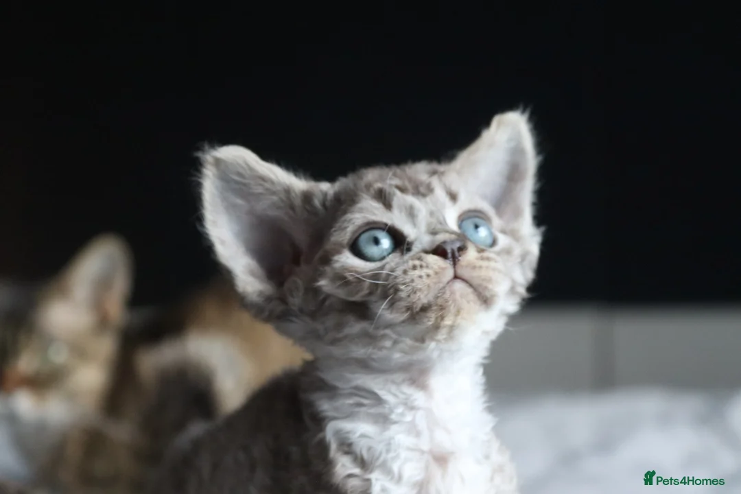 Devon Rex cats for sale: 🎉Beautiful, healthy and full pedigree Devon Rex🎉 - Advert 7