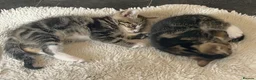 Mixed Breed cats for sale: Gorgeous tabby/black and white kittens  in Anstruther - Advert 5