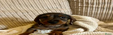 Miniature Dachshund Puppy 5