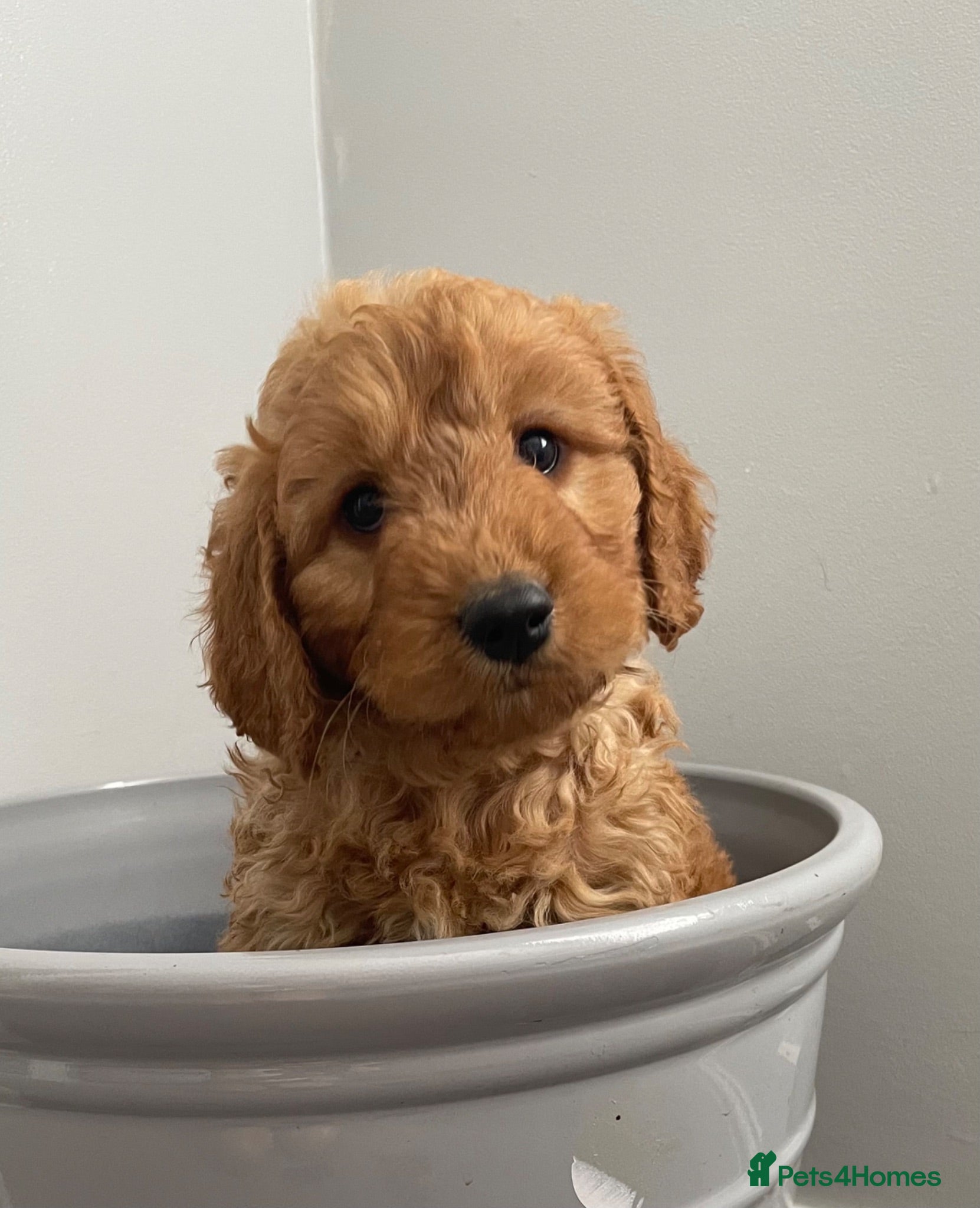 Cavapoo dogs ADORABLE CAVAPOO PUPPIES  - Advert 2