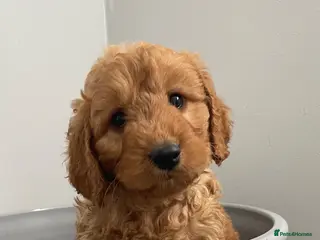 Cavapoo dogs ADORABLE CAVAPOO PUPPIES - Advert 2