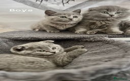 Scottish Fold cats for sale: Adorable kitten ready for their forever home  - Image 6