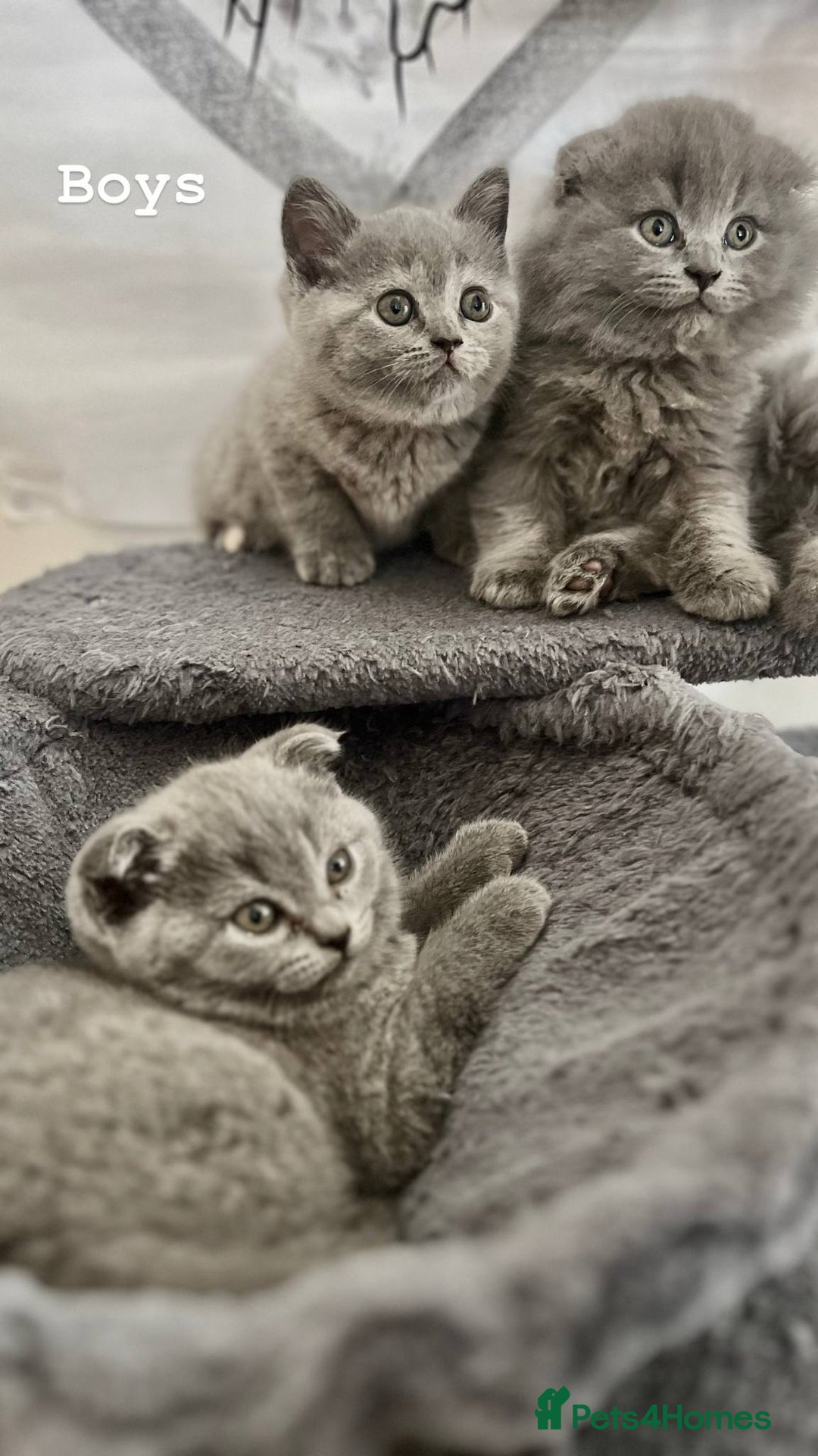 Scottish Fold cats for sale: Adorable kitten ready for their forever home  - Image 6