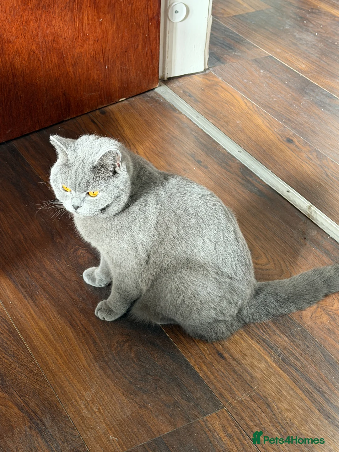 British Shorthair cats for sale: British Shorthair Female. - Advert 3