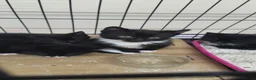 Domestic Shorthair cats for sale: Tuxedo kittens in Holywell - Advert 12