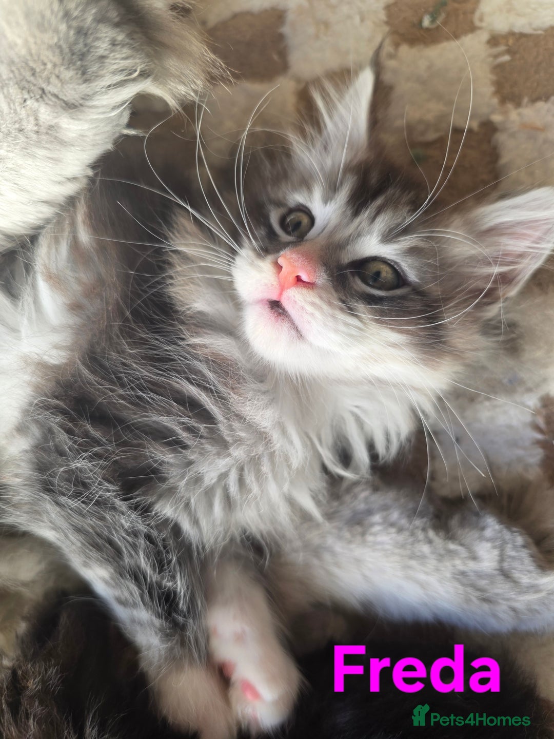 Maine Coon cats for sale: Rare Pure Breed Mainecoon Kitten - Advert 39