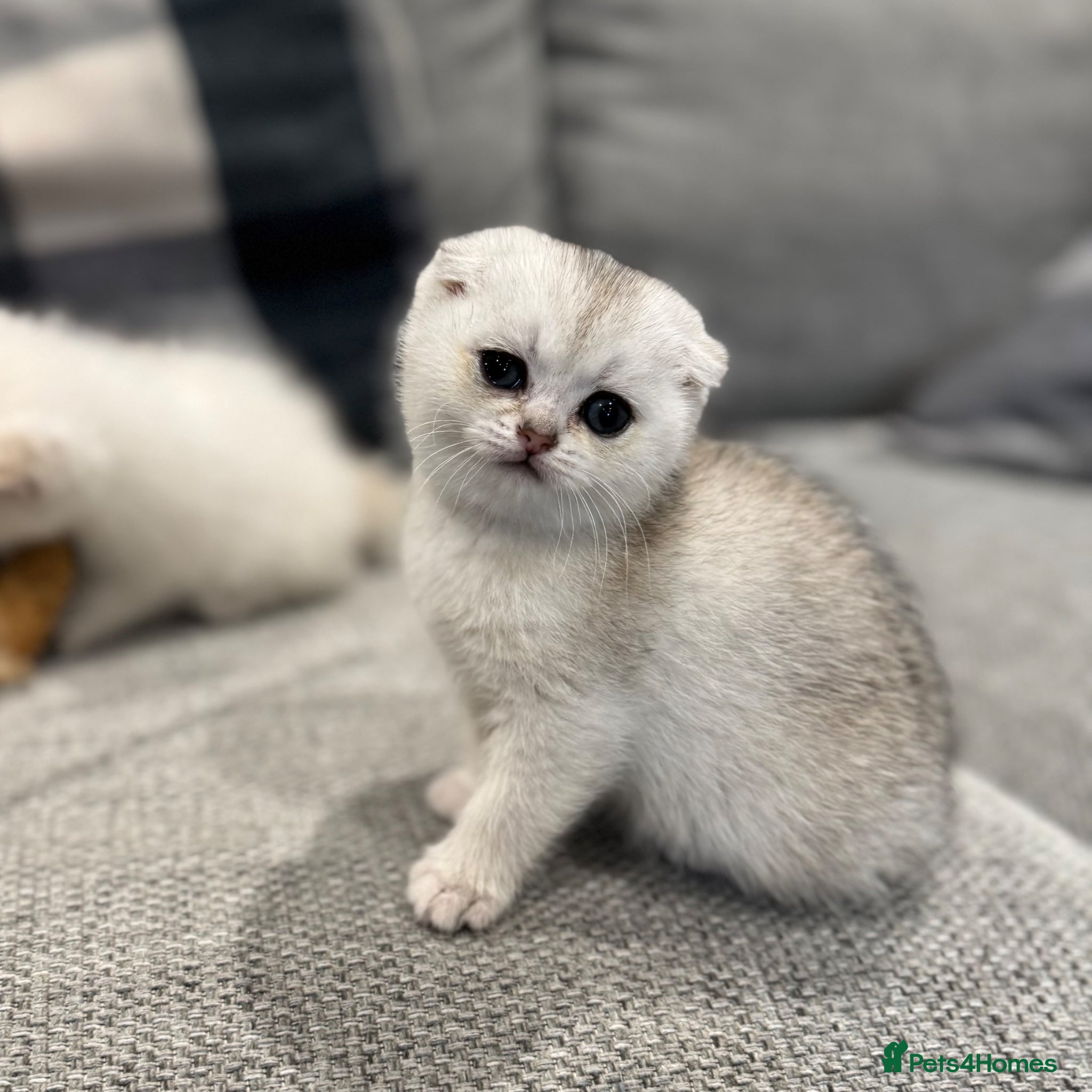 Scottish Fold cats Scottish Fold Kittens chinchilla  - Advert 16