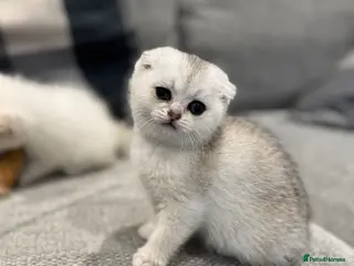 Scottish Fold cats Scottish Fold Kittens chinchilla - Advert 16