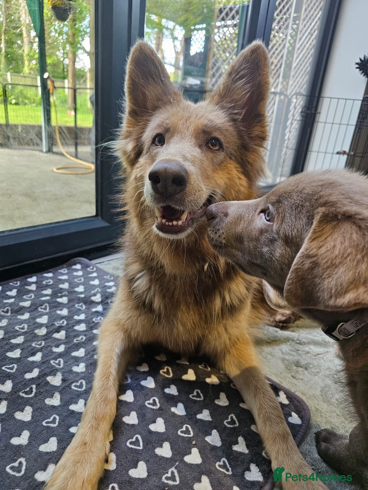 Sheprador dogs for sale: yellow lab cross isabelle German Shepherd - Advert 1
